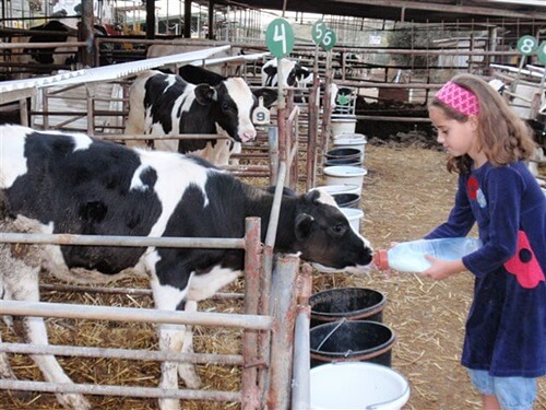 שביל פרות החלב